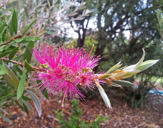 Callistemon 'Purple Cloud' @ Hello Hello Plants