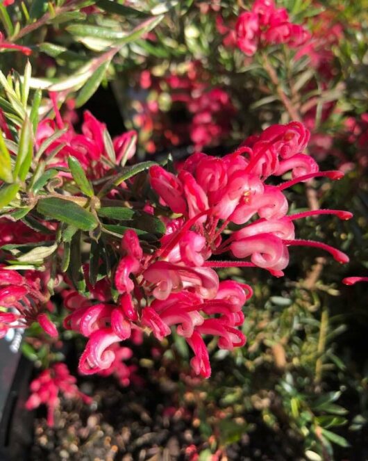 A close-up of vibrant pink Grevillea 'Raspberry Ripple' 6" Pot flowers with a backdrop of green foliage, bathed in sunlight.