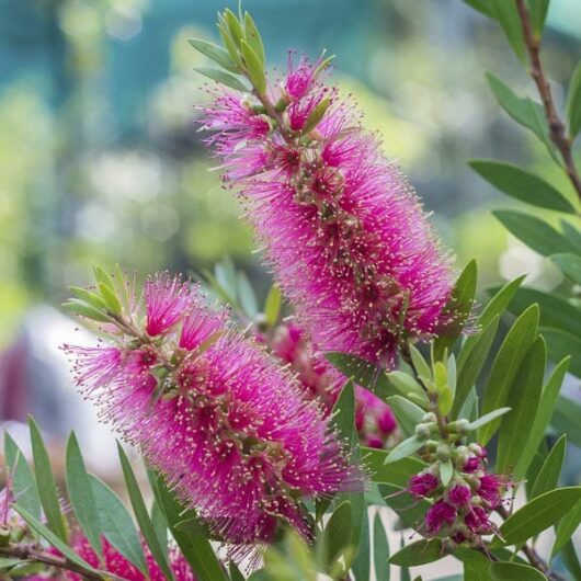 Vibrant Callistemon 'Neon Pink' 6" Pot bottlebrush flowers in bloom.