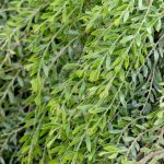 Acacia 'Green Wave' @ Hello Hello Plants