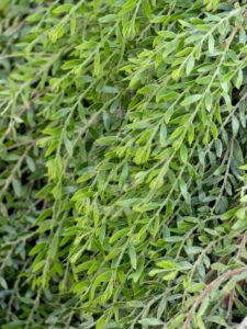 Acacia 'Green Wave' @ Hello Hello Plants