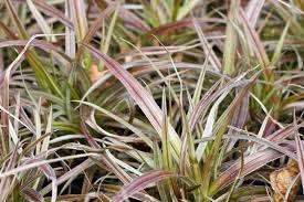 A close-up image of Astelia 'Westland' 7" Pot, an ornamental grass with green and purple striped leaves.