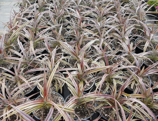 A close-up view of several 7" potted Astelia 'Westland' plants, featuring long, slender leaves with green centers and red margins.