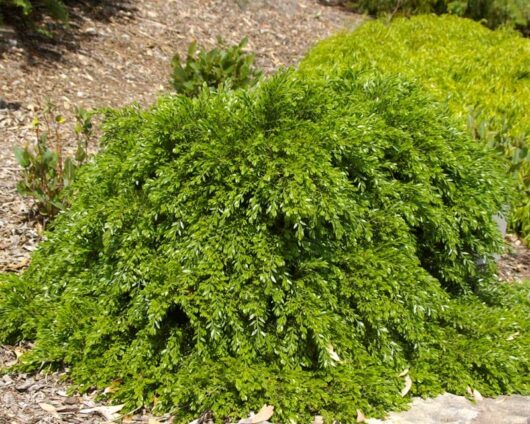 Lush green Acacia 'Green Wave' 8" Pot groundcover plants in a garden setting.