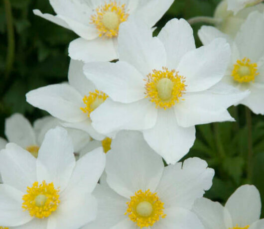 Anemone 'Snowdrop Windflower' @ Hello Hello Plants