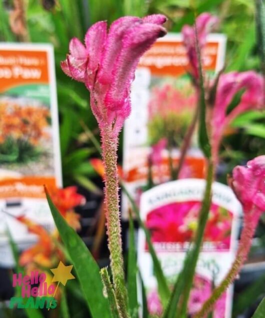 Anigozanthos flavidus Kangaroo Paw Bush Pearl flower