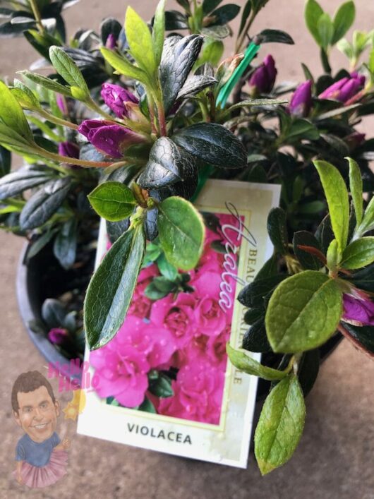 Azalea 'Violacea' 8" Pot @ Hello Hello Plants