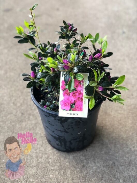 Azalea 'Violacea' 8" Pot @ Hello Hello Plants