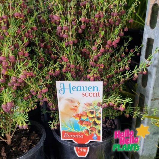 Boronia 'Heaven Scent' 6" Pot