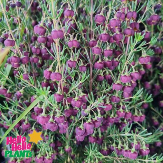 Boronia 'Heaven Scent' 6" Pot