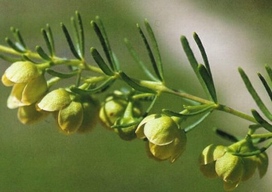 Close-up of yellow Boronia lutea 'Yellow Boronia' seed pods and leaves on a branch in a 6" pot.