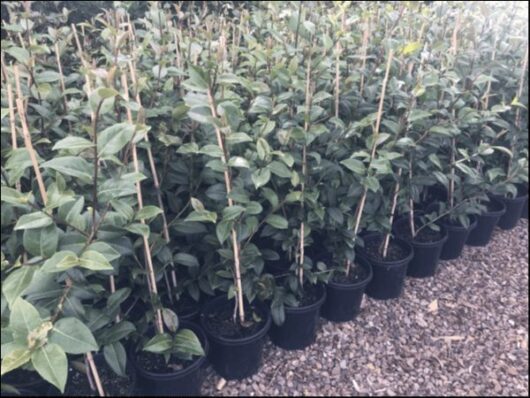 Camellia japonica 'Debbie' 8" Pot