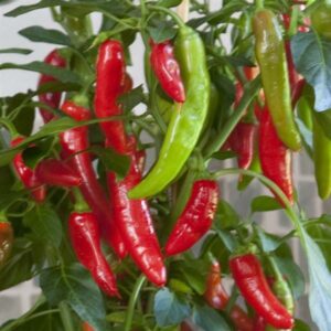 A cluster of ripe red and green Capsicum 'Hot Fajita' Chilli Pepper 4" Pot hanging on a plant with green leaves.