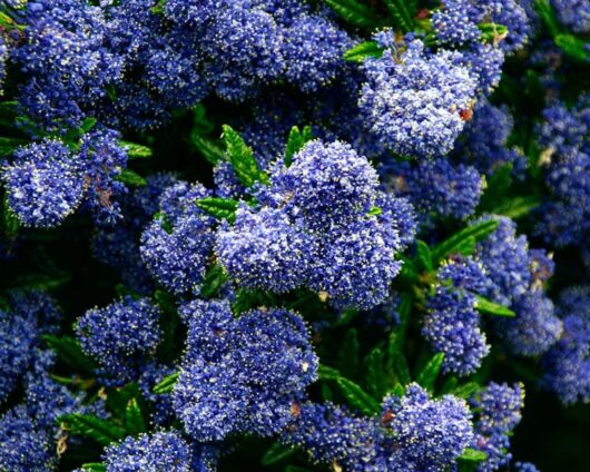 Close-up of a Ceanothus 'Blue Pacific' bush, featured in a 6" pot, highlighting its dense clusters of small purple-blue flowers and vibrant green leaves.