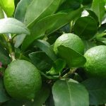 Citrus Lime Tree Espaliered 13" Pot @ Hello Hello Plants