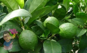 Citrus Lime Tree Espaliered 13" Pot @ Hello Hello Plants