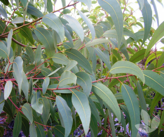 Close-up of Corymbia 'Yellow Bloodwood' Dwarf Gum leaves and branches, with a soft focus background showing hints of purple flowers.