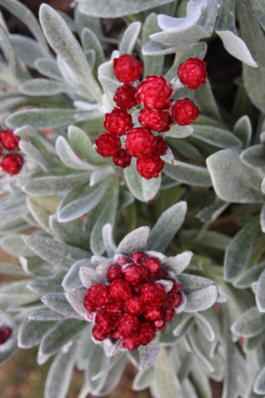Helichrysum 'Red Jewel' plant with red berries clustered among silvery-green leaves, some berries covered in frost, in a 7" pot.