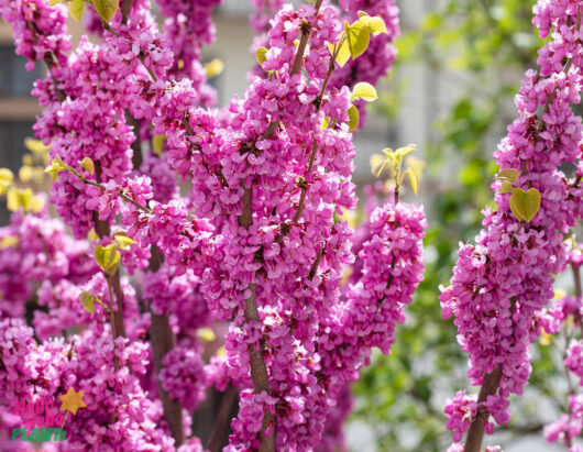 Cercis 'Avondale' Redbud