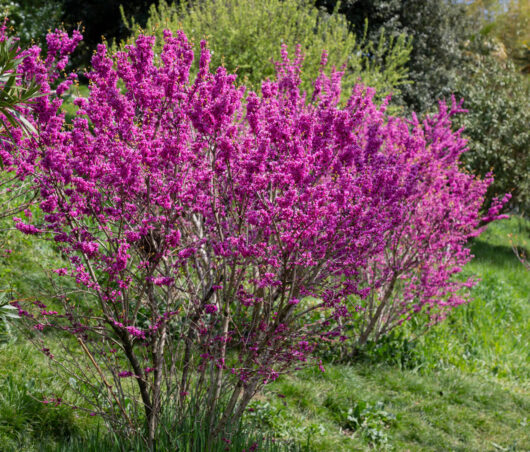 Cercis 'Avondale' Redbud