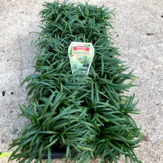 Hello Hello Plants Nursery Campbellfield Melbourne Victoria Australia Ophiopogon Dwarf Mondo Grass 10 pack stock photo