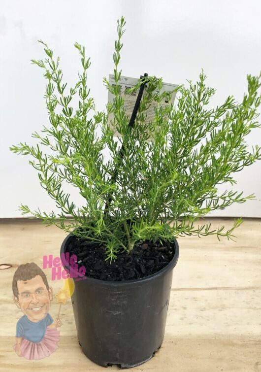 Boronia lutea 'Yellow Boronia' 6" Pot