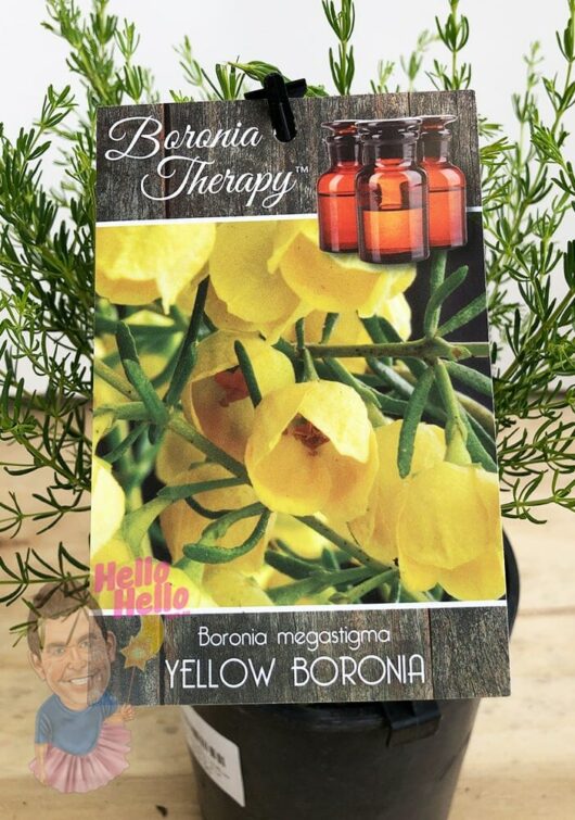 Boronia lutea 'Yellow Boronia' 6" Pot