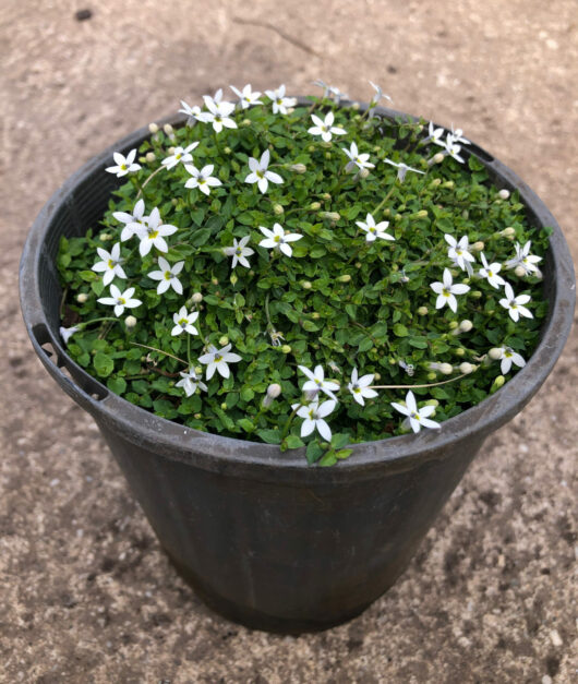 Pratia Pedunculata 6" pot white @ hello hello plants