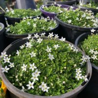 Pratia Pedunculata 6" pot white @ hello hello plant