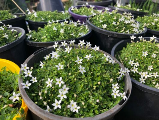 Pratia Pedunculata 6" pot white @ hello hello plant