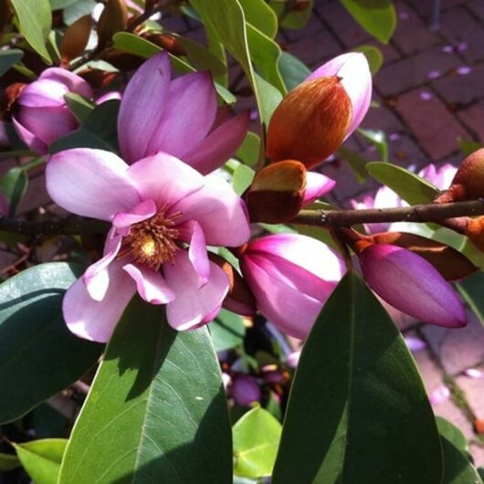 Close-up of a Magnolia 'Fairy® Blush' 16" Pot magnolia flower in bloom, surrounded by buds and green leaves, with a brick path in the background.