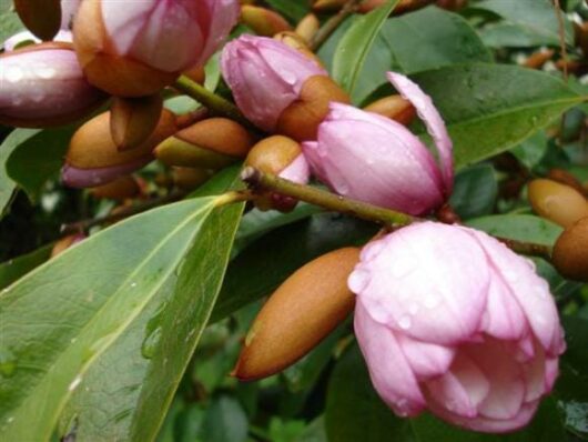 Sentence with product name: Pink Magnolia 'Fairy® Blush' 16" Pot buds with dew on them, surrounded by green leaves and seed pods.