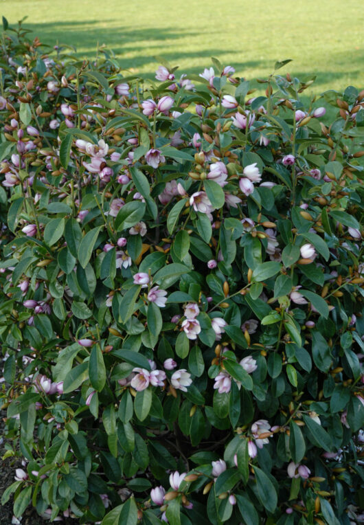 Lush green Magnolia 'Fairy® Blush' with numerous pink and white blossoms and glossy leaves, growing in a garden setting.