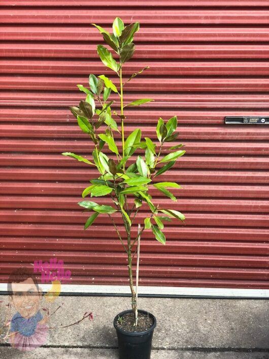 Magnolia 'Little Gem' 7 Pot (Economy Grade) @ Hello Hello Plants