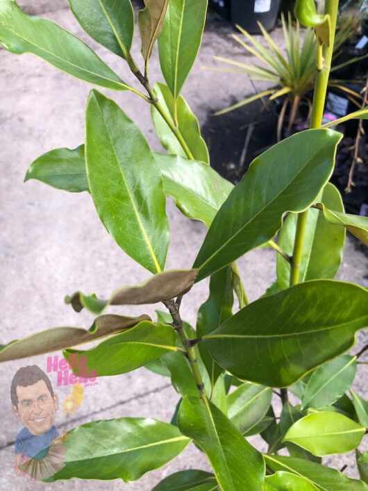 Magnolia 'Little Gem' 7" Pot (Economy Grade) @ Hello Hello Plants