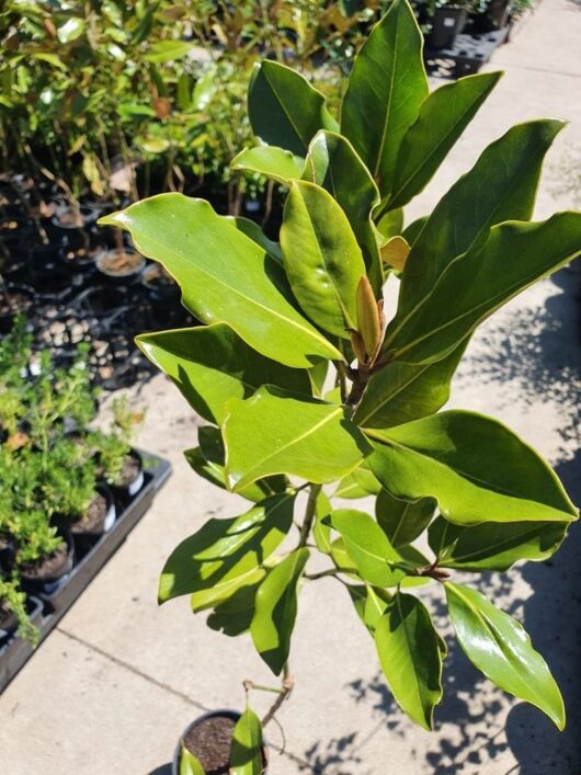 A Magnolia 'Little Gem' 7" Pot (Eco Grade) shows glossy green leaves outside on a sunny day, among other potted plants.