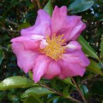 Camellia 'Cherilyn' @ Hello Hello Plants