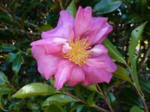 Camellia 'Cherilyn' @ Hello Hello Plants