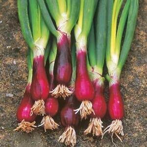A bunch of fresh Spring Onion 'Red' 4" Pot with green stems, roots intact, laid on a dirt background.