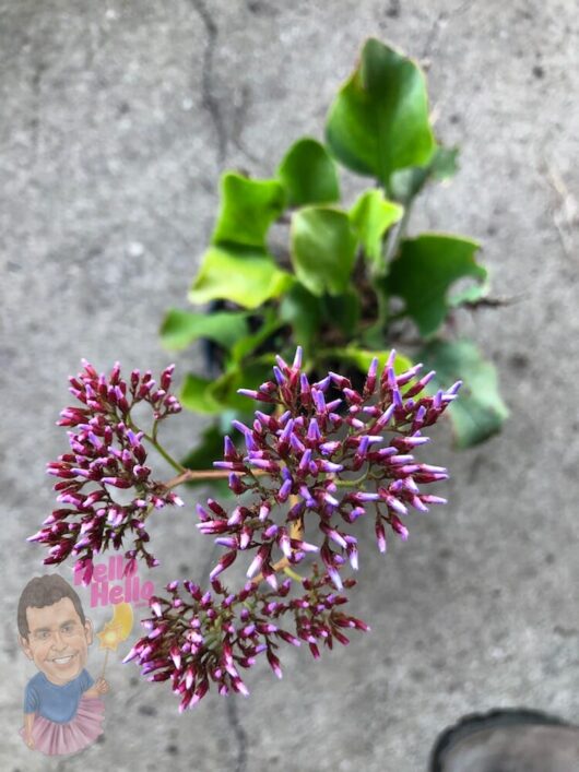 Sea Lavender 6" Pot (Economy Grade) @ Hello Hello Plants