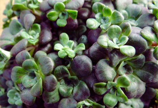 Sedum 'Purple Blob' @ Hello Hello Plants