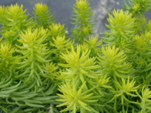 Sedum 'Gold Blob' @ Hello Hello Plants