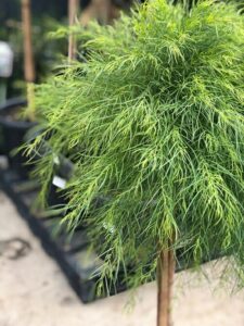 A lush green potted plant with feathery foliage displayed in a garden center.