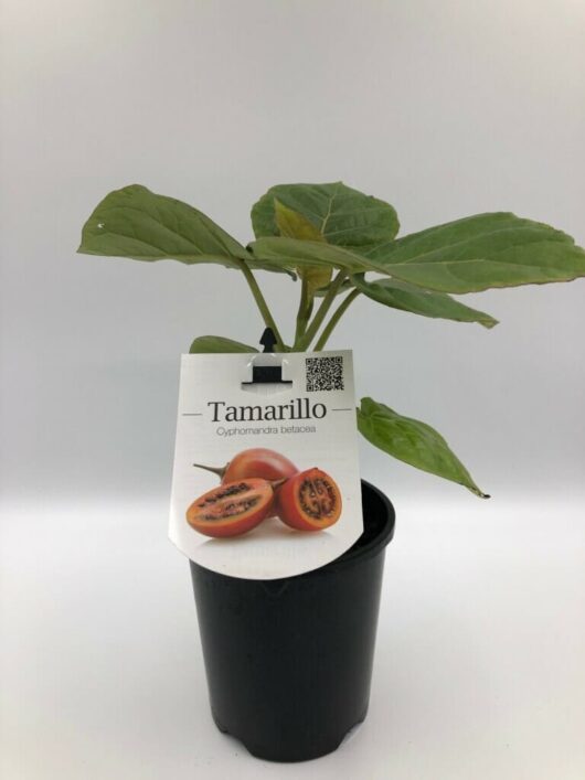 A Solanum 'Tamarillo' Red plant in a 6" pot with a label showing the name "tamarillo (cyphomandra betacea)" and an image of the sliced fruit.