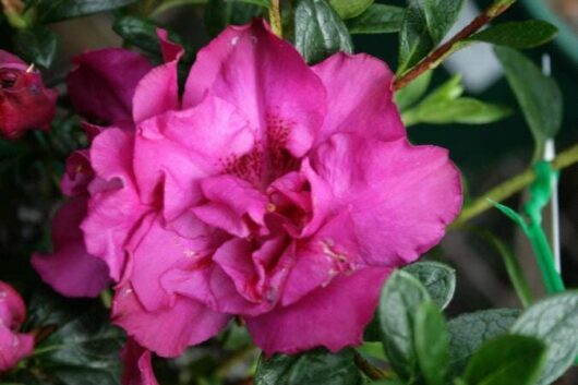 Azalea 'Violacea' @ Hello Hello Plants