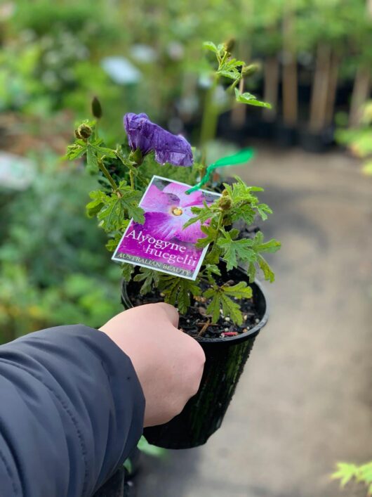 A person holding a potted Alyogyne 'West Coast Gem' 6" Pot plant with a visible identification tag, against a blurred background of greenery.