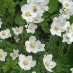 Anemone 'Snowdrop Windflower' @ Hello Hello Plants