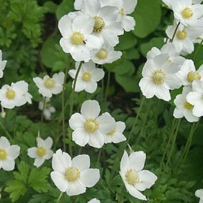 Anemone 'Single White' Windflower - Hello Hello Plants & Garden Supplies