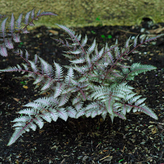 A Athyrium 'Japanese Painted' Fern, growing in soil within a 6" pot with distinctive silver and purple fronds.