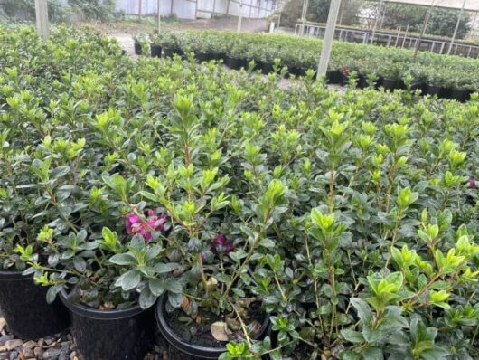 Hello Hello Plants Nursery Melbourne Victoria Australia Azalea indica Violacea rhododendron 20cm Pot